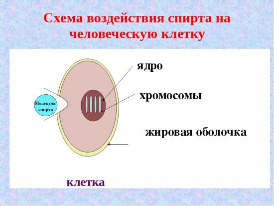 Беличья клетка. Воздействие этанола на клетки. Влияние спирта на клетку. Схема воздействия спирта на человеческую клетку. Воздействие спирта на клетки.